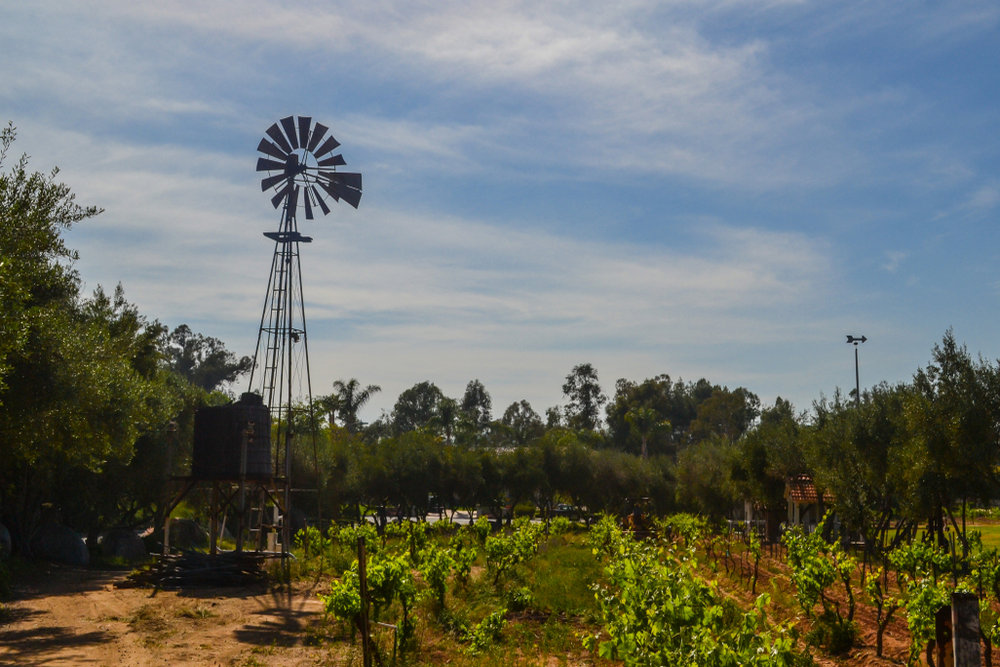 Enjoy Fresh Wraps in Rancho Bernardo, CA
